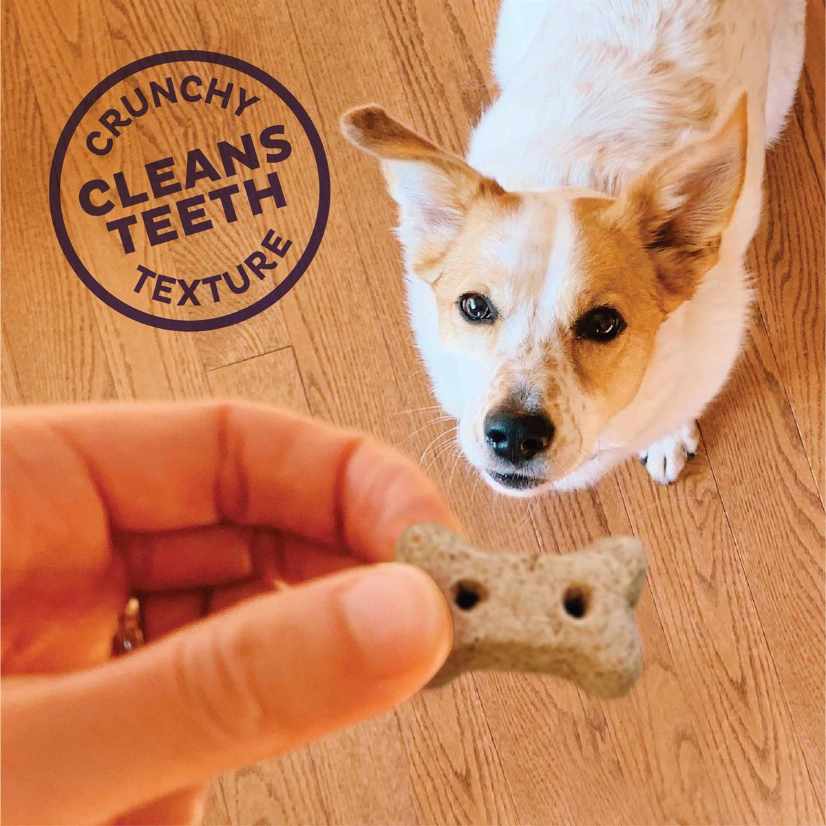 Baked Dog Treats Mini Q95059