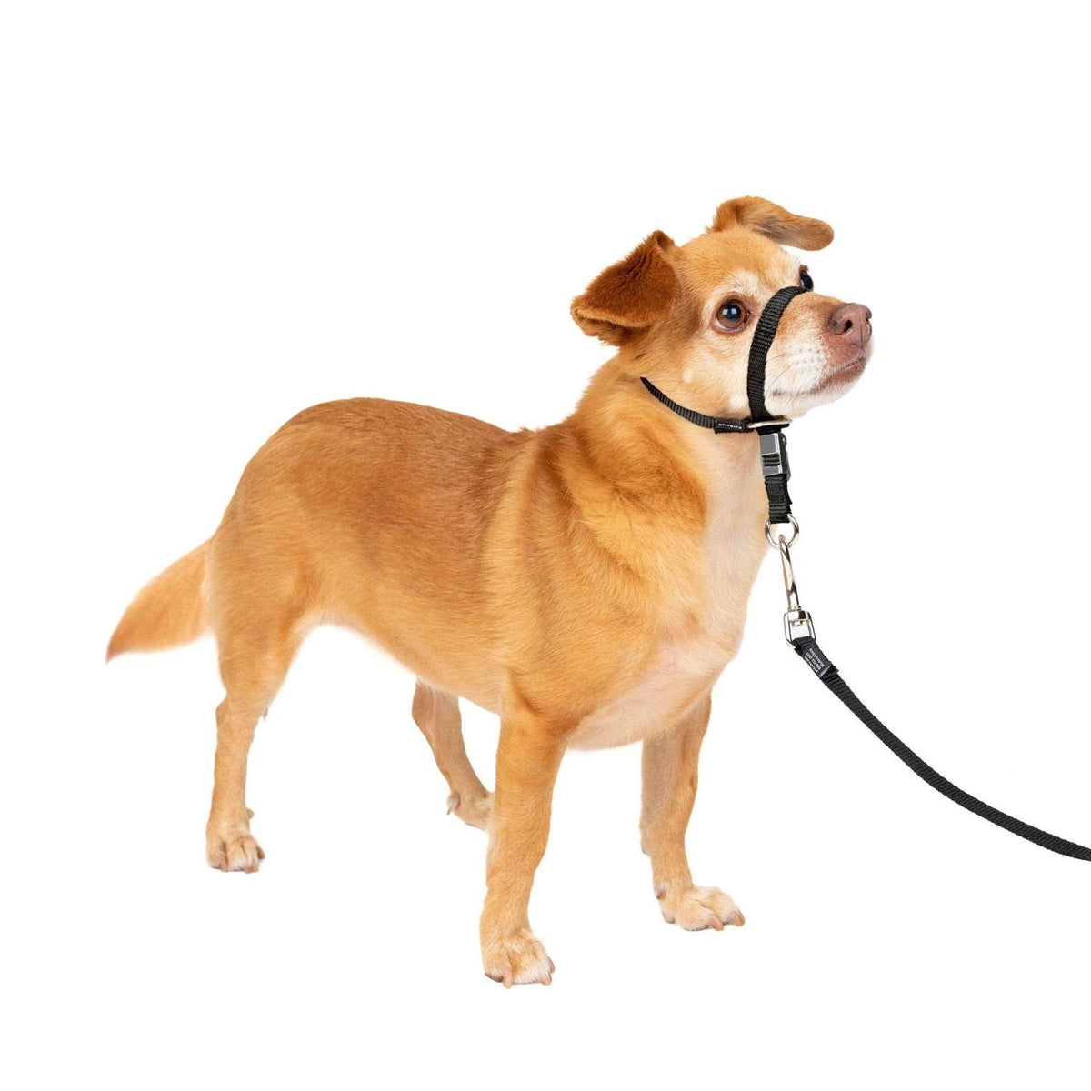 Headcollar E83970