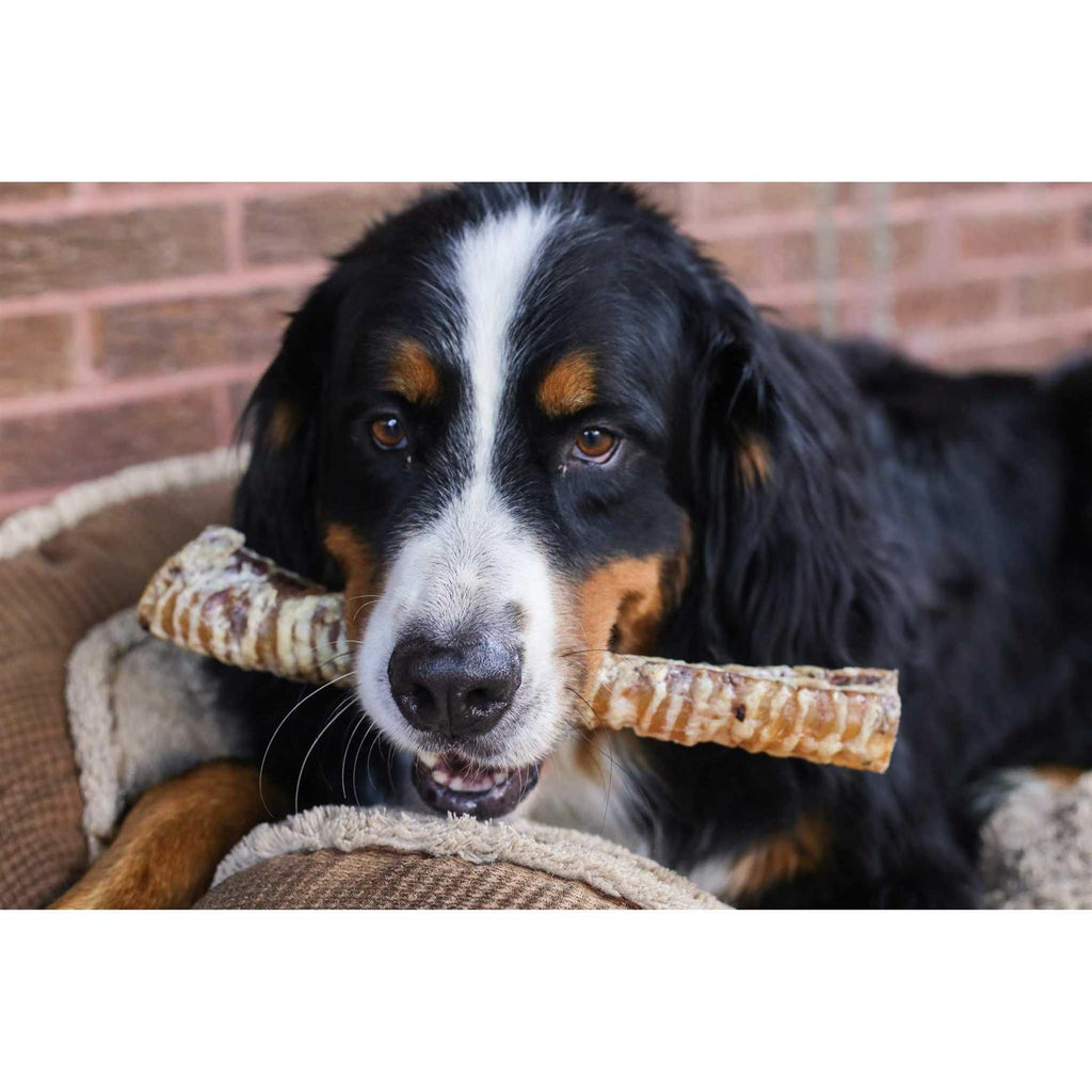 12 Beef Trachea Dog Treats C3550