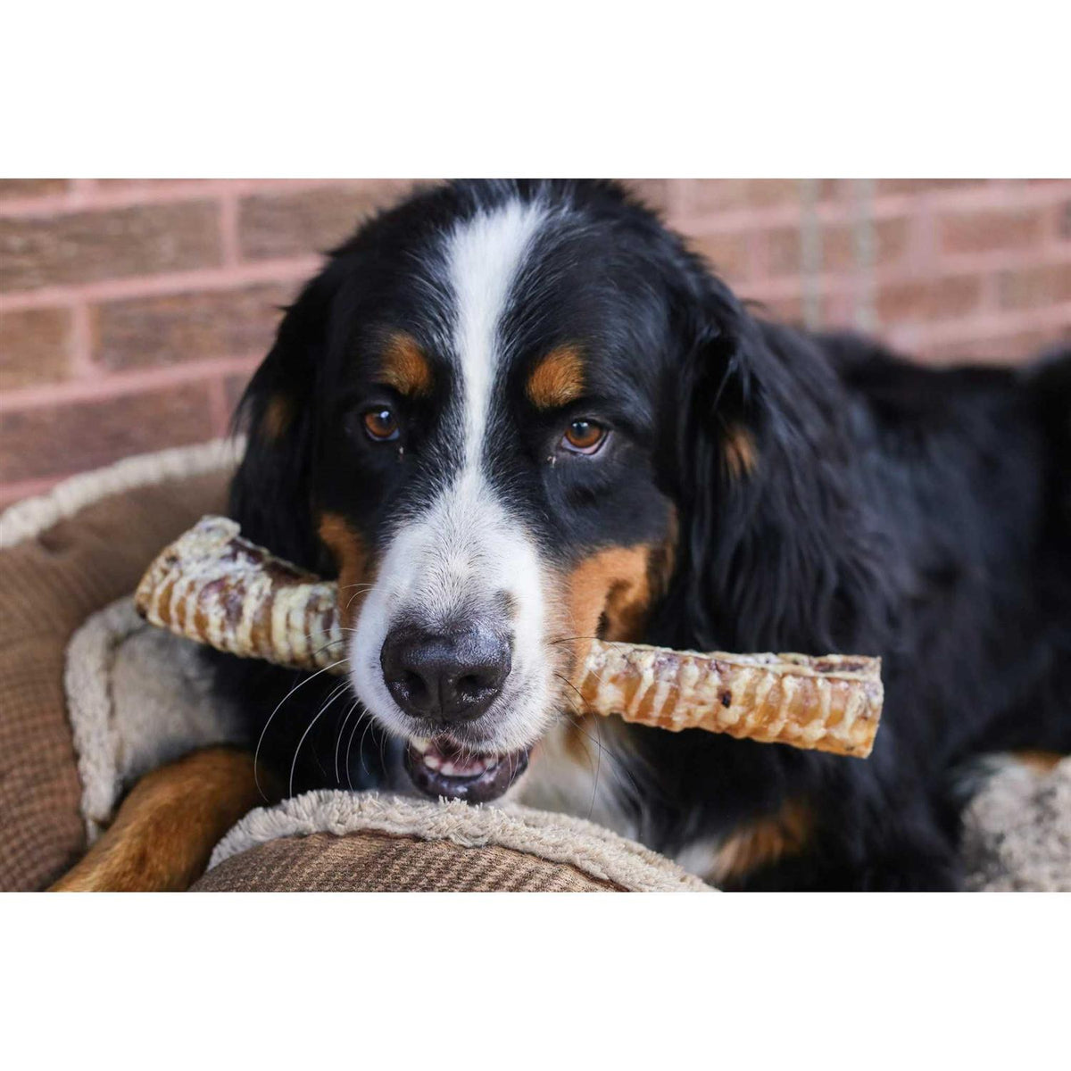 12 Beef Trachea Dog Treats C3550