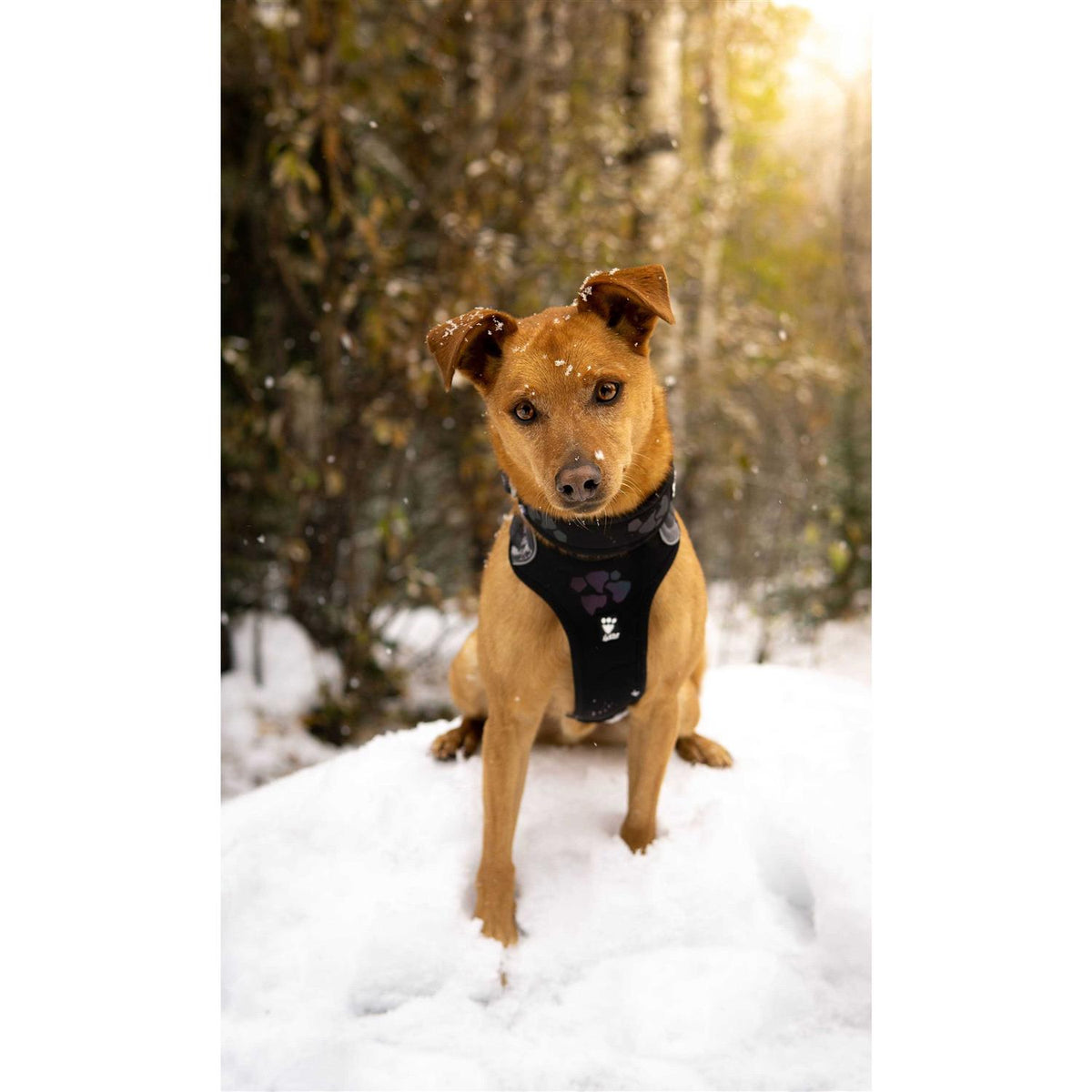 Dog Harness L590