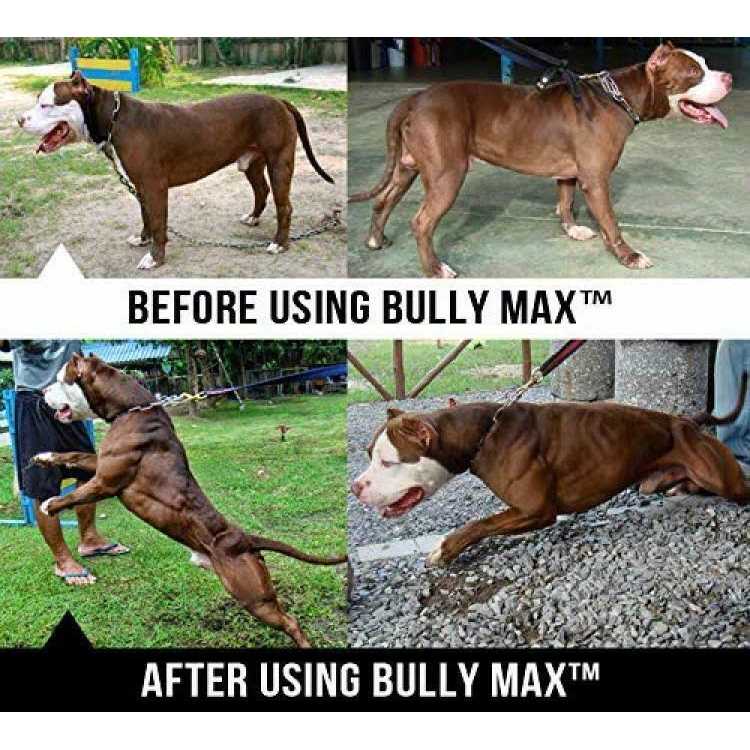 Canine Supplement L3701