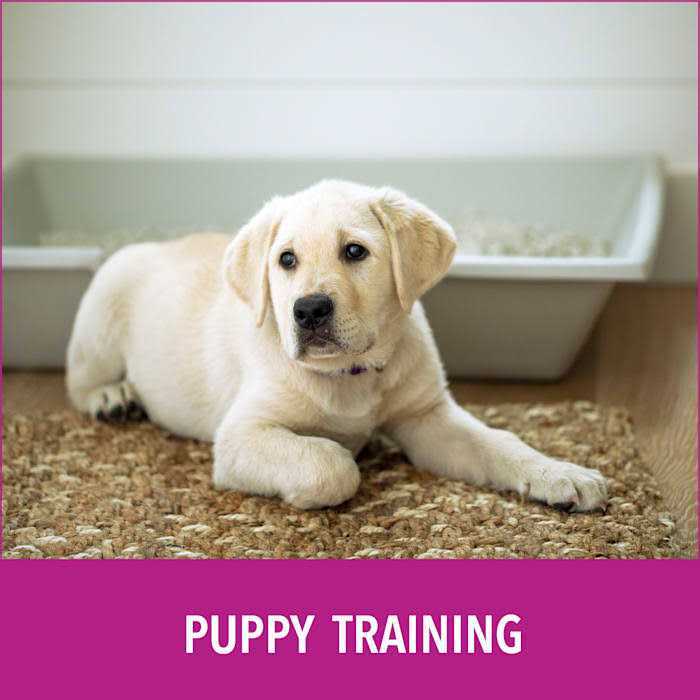 Natural Paper Fiber Dog Litter W43136