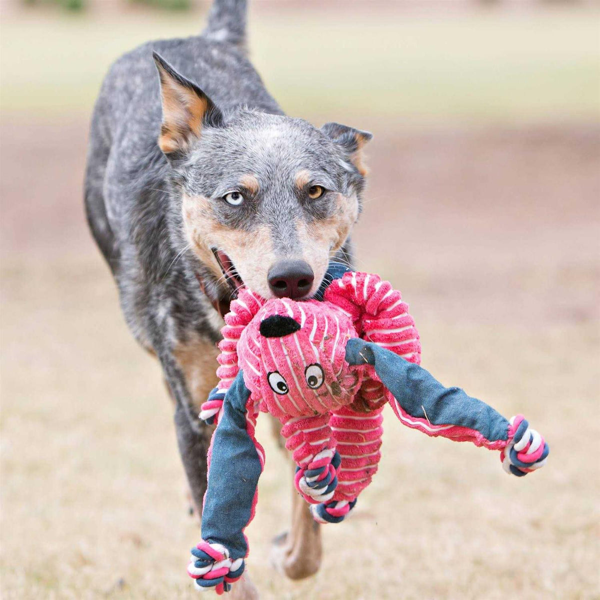 Bunny Dog Toy Y43546