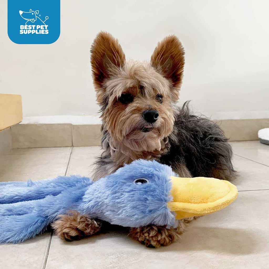 Crinkle Dog Toy with Soft Squeaker B1472