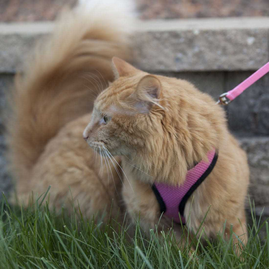 Adjustable Cat Harness with Leash V871128