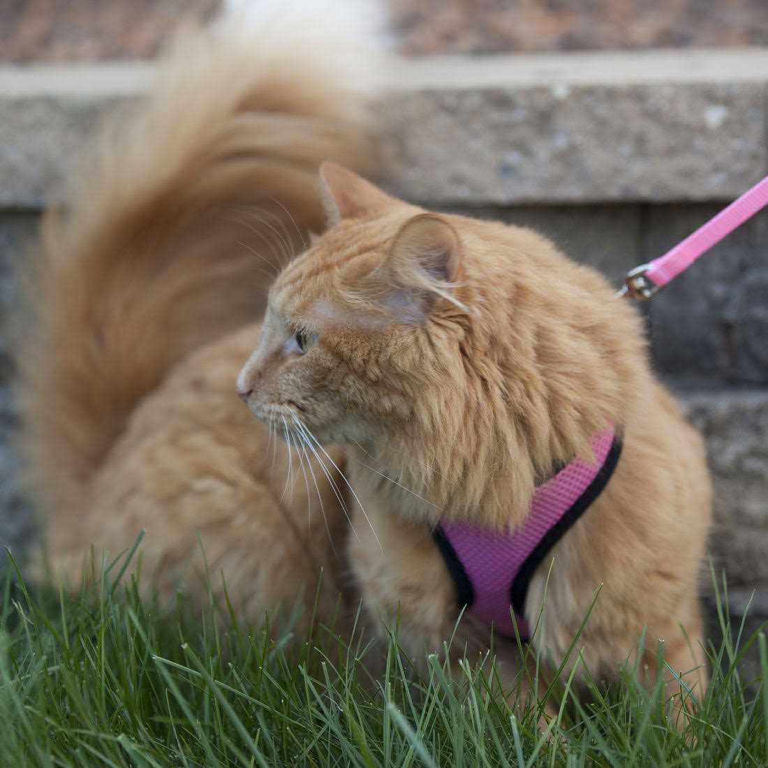 Adjustable Cat Harness with Leash V871128