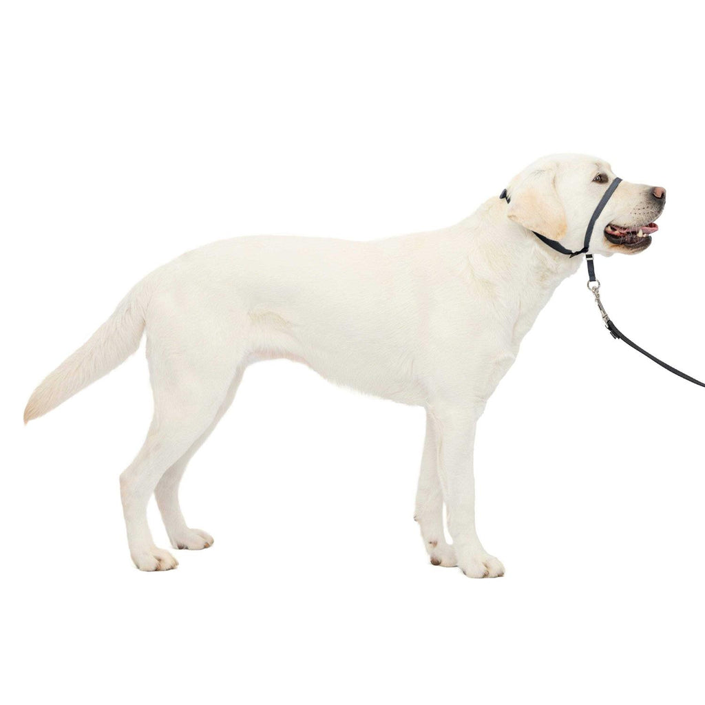Headcollar E83970
