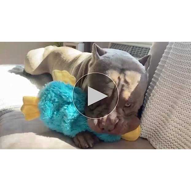 Crinkle Dog Toy with Soft Squeaker B1472