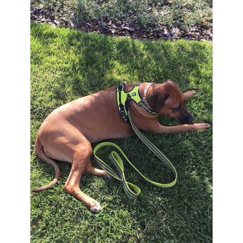 Padded Reflective Dog Leash B77313