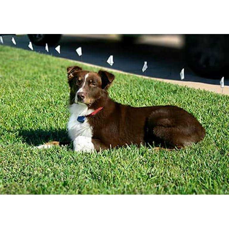 Dog Collar Replacement Strap X56888