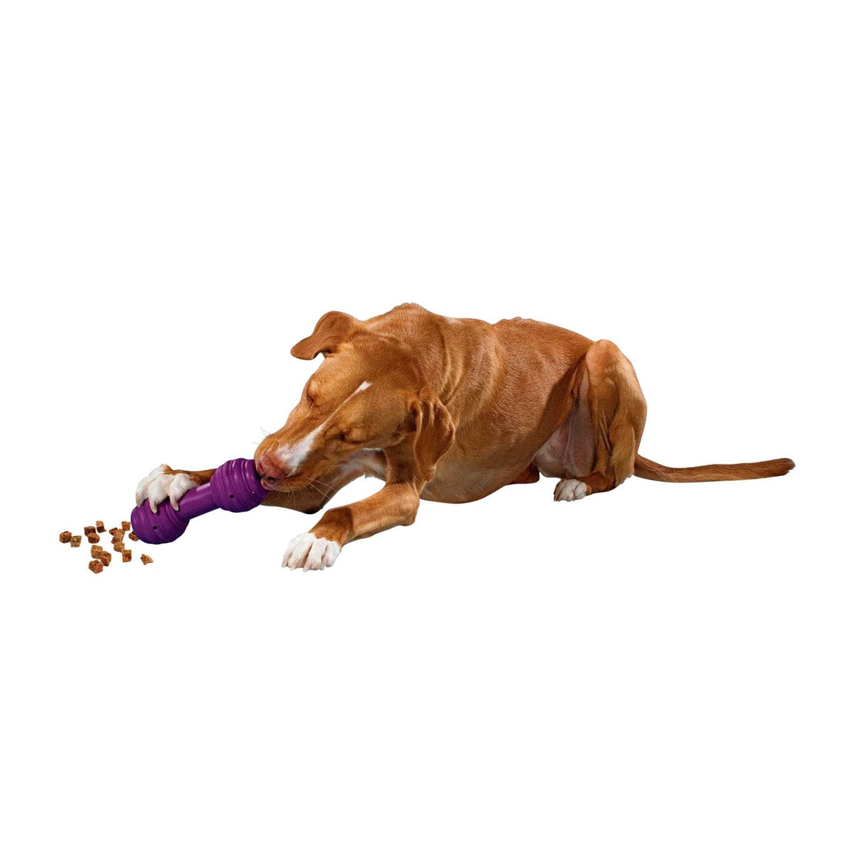 Dog Toy I26086