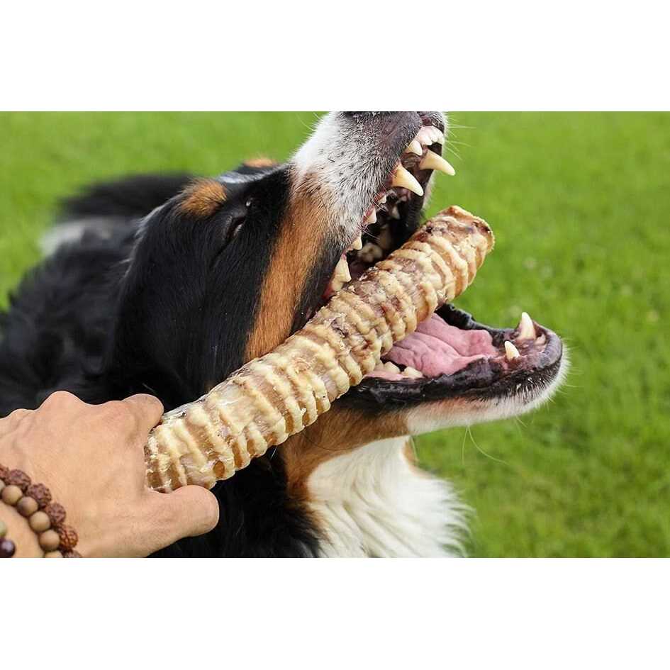 12 Beef Trachea Dog Treats C3550