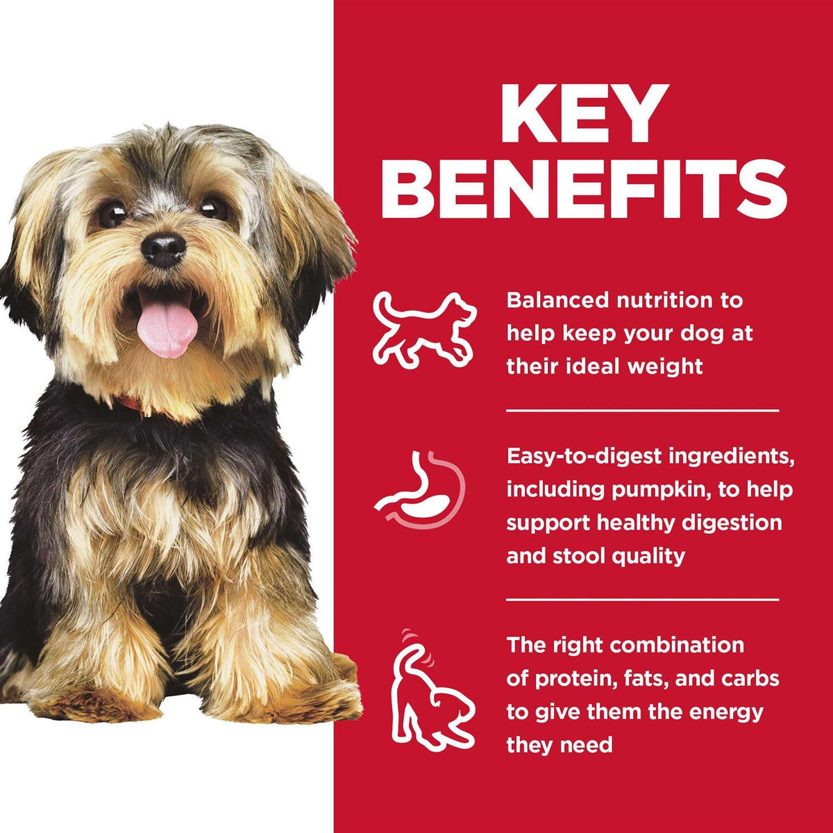 Dry Dog Food G124996