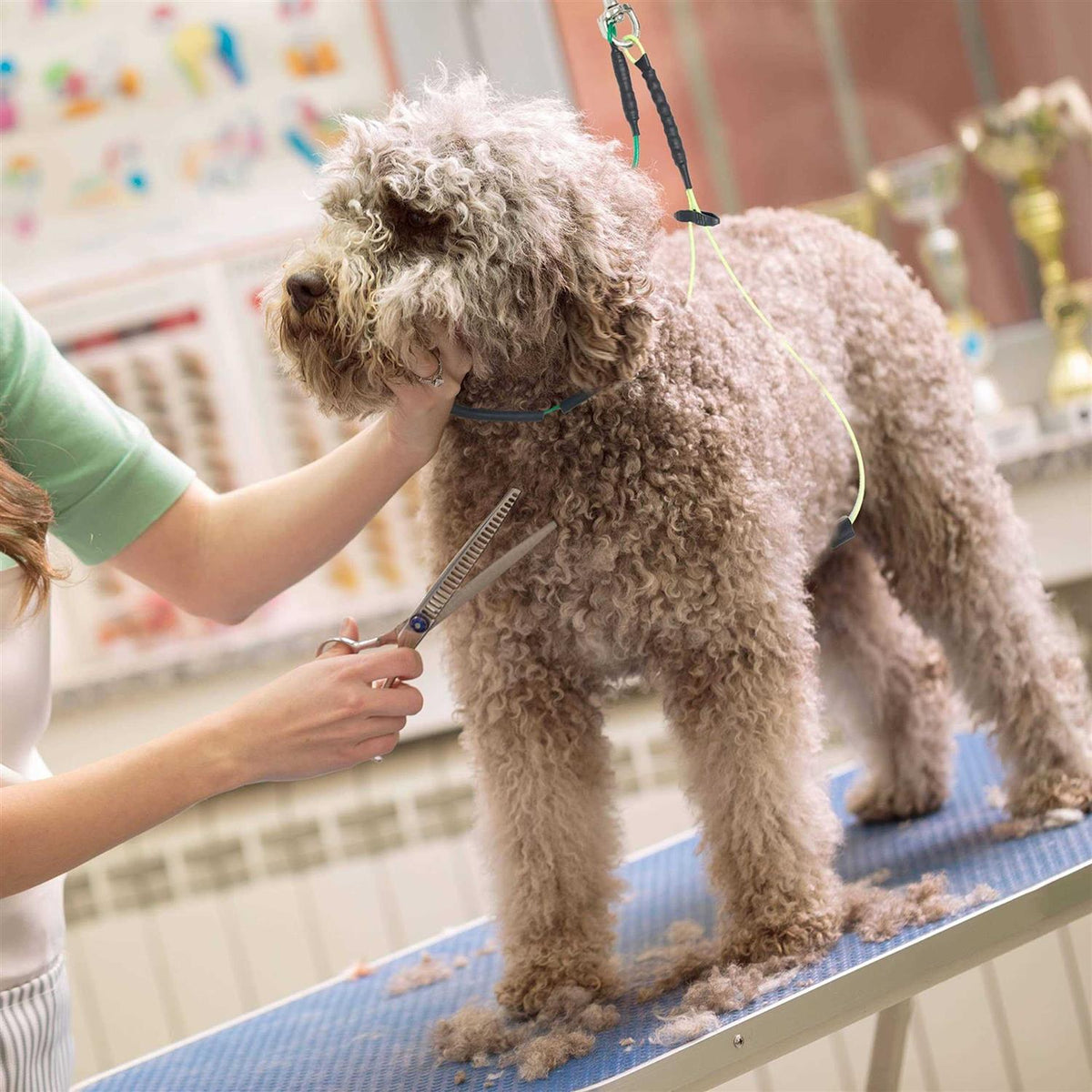 Dog Grooming Loop Restraint K322041