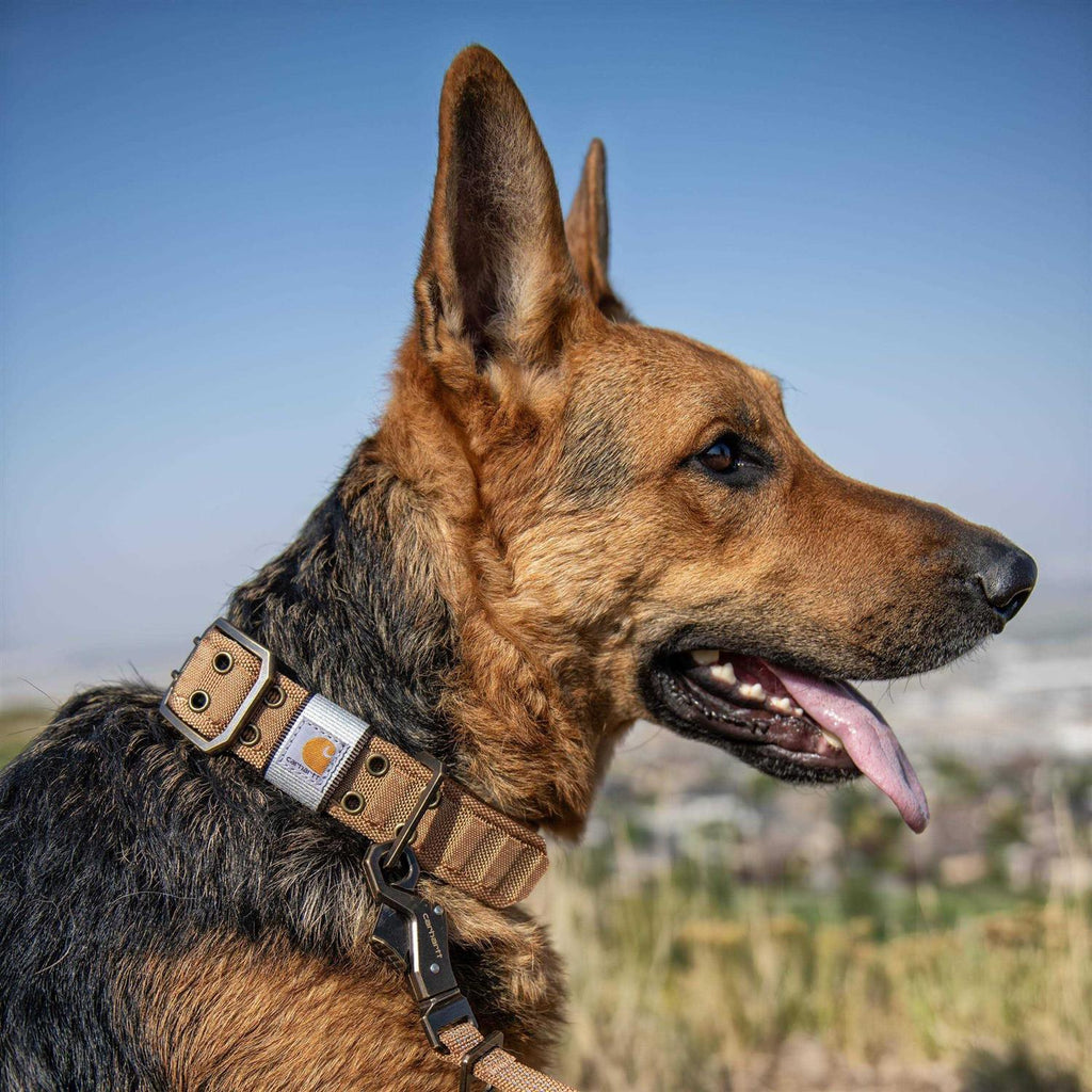 Brown Nylon Wide Dog Collar W771197