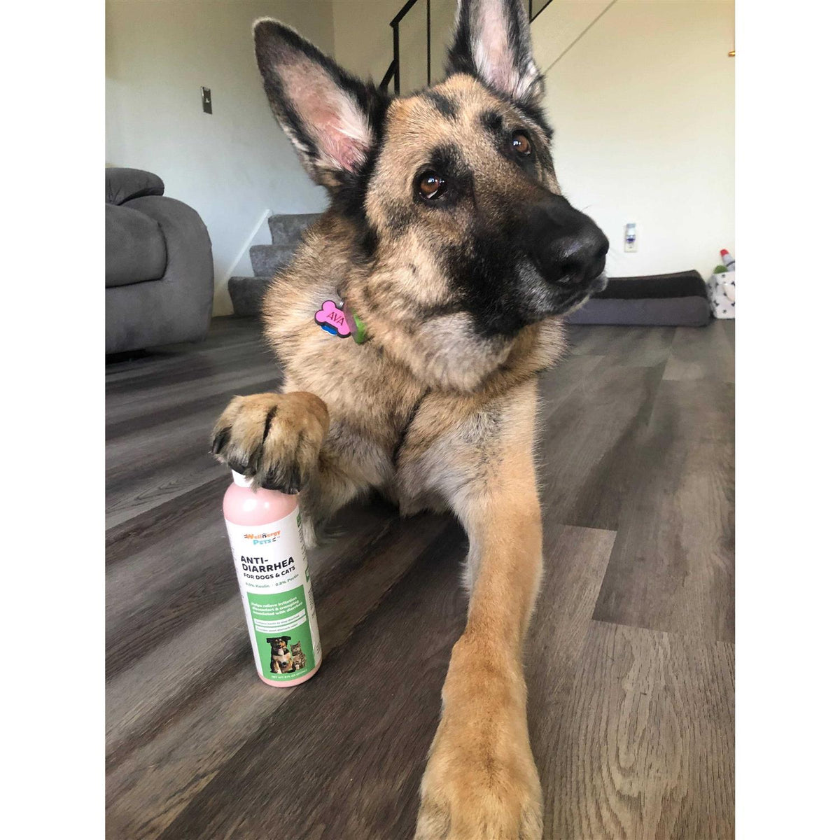 Anti-Diarrhea for Dogs and Cats with Syringe P247