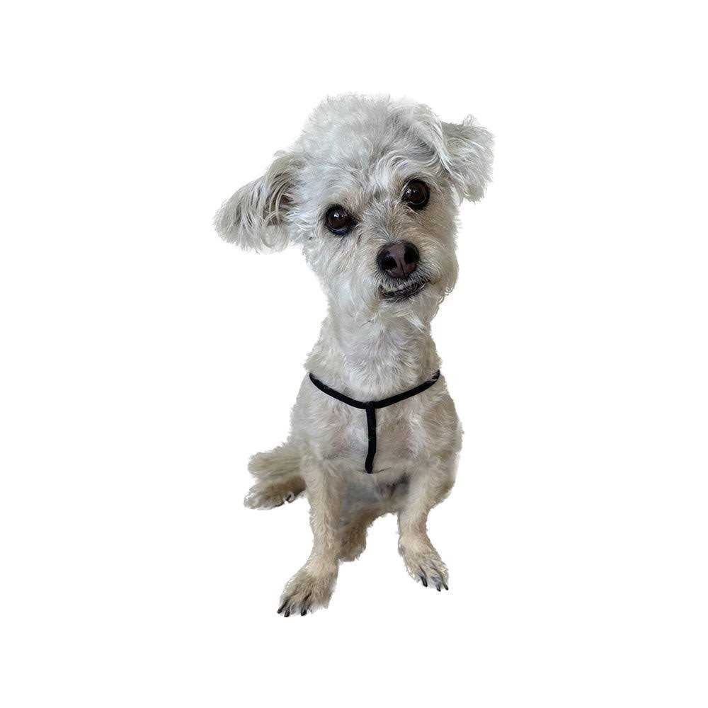 Step-In Harness for Small Pets Y2852