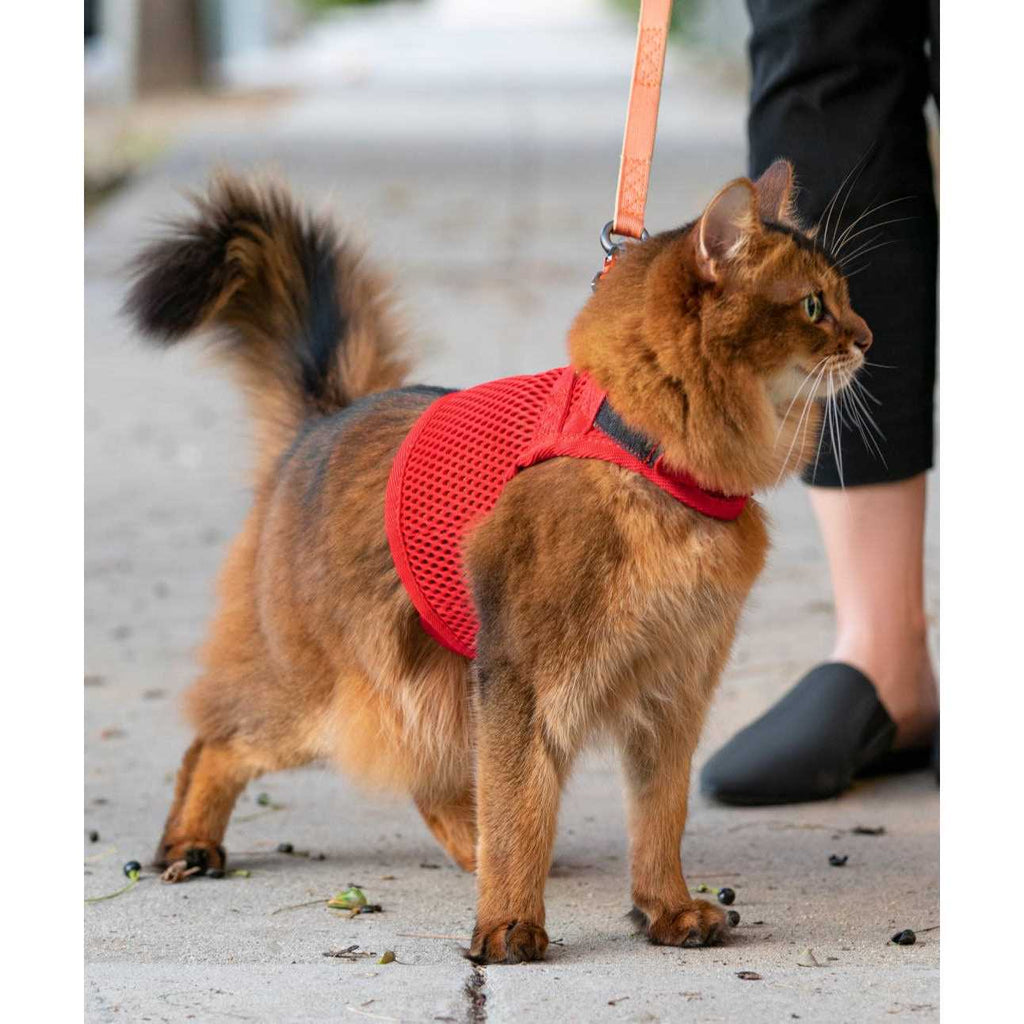 Cat Harness O7984