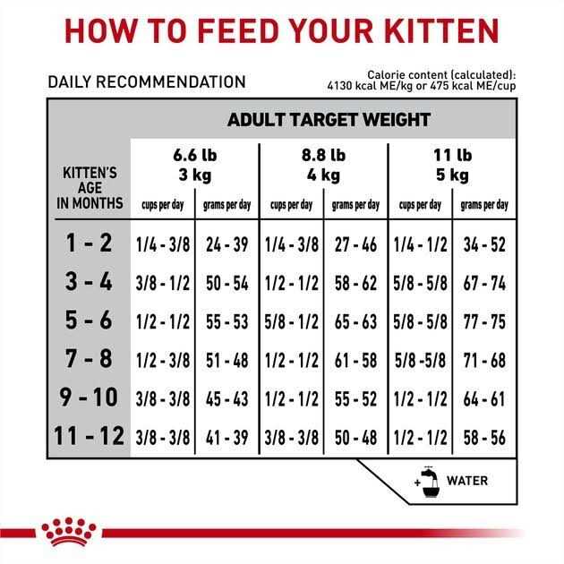 Kitten Dry Cat Food U40401