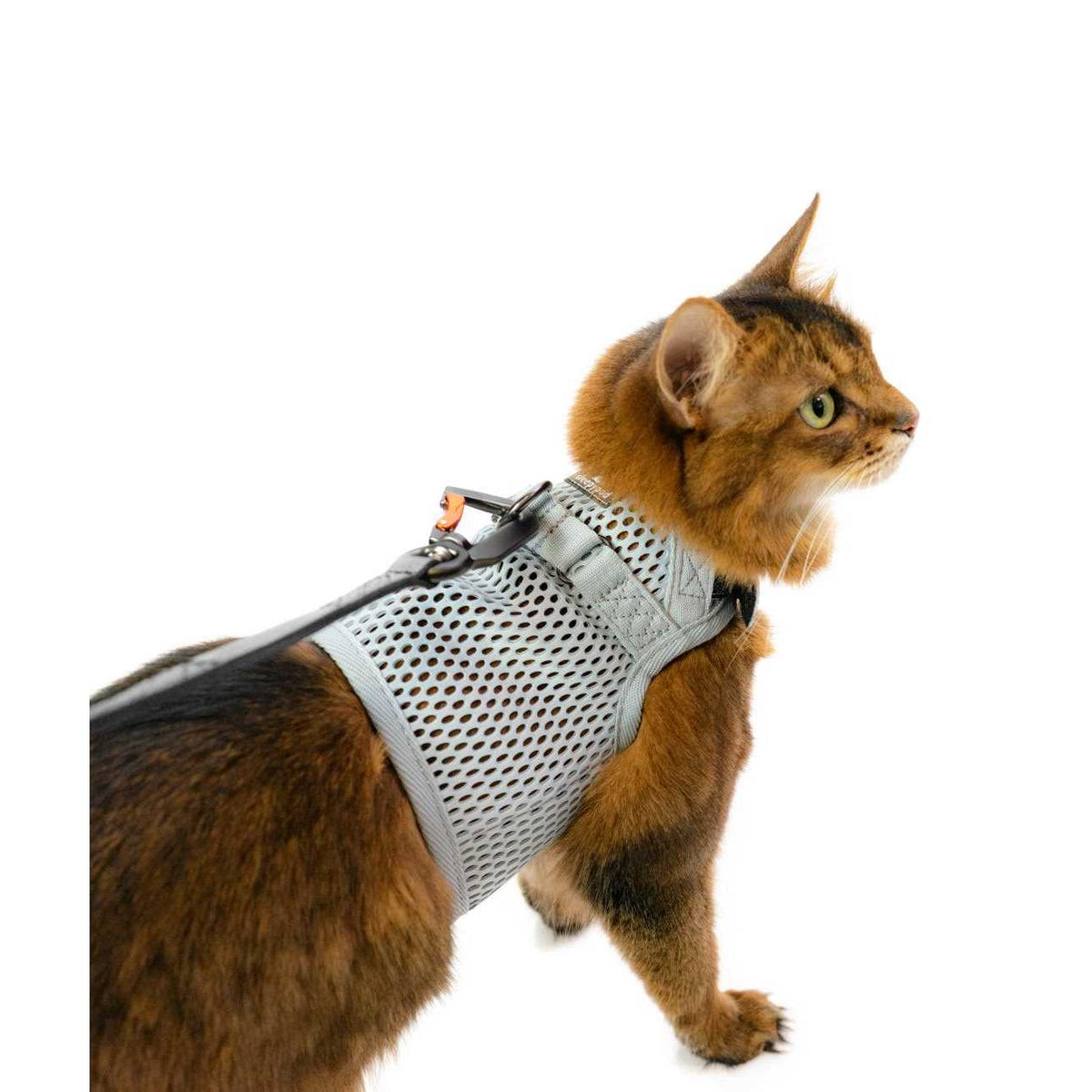 Cat Harness O7984