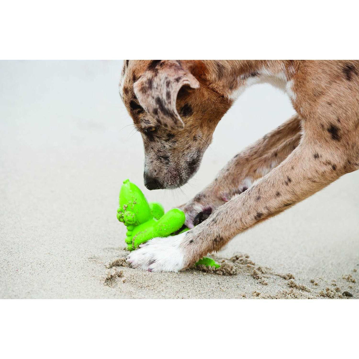 Latex Dog Toy A7668