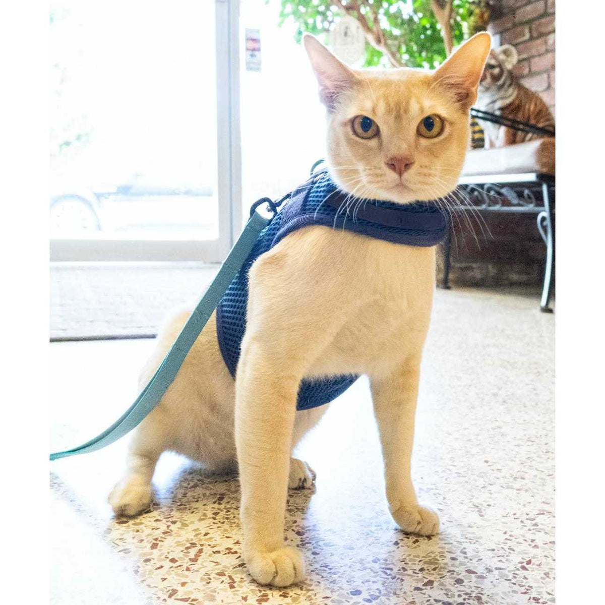 Cat Harness O7984