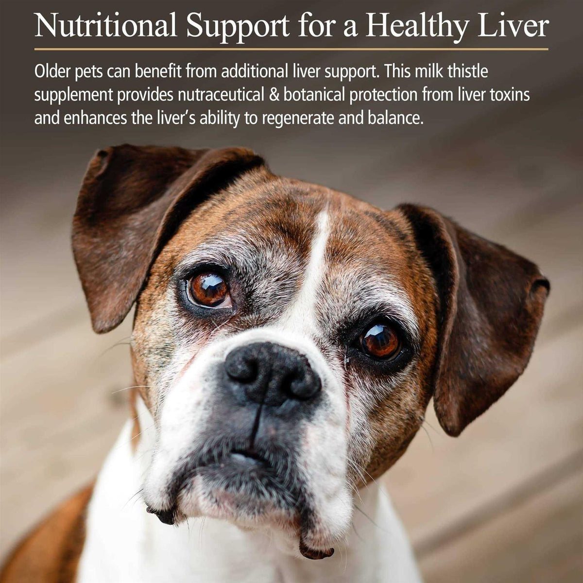 Hepato Support for Pets V617932