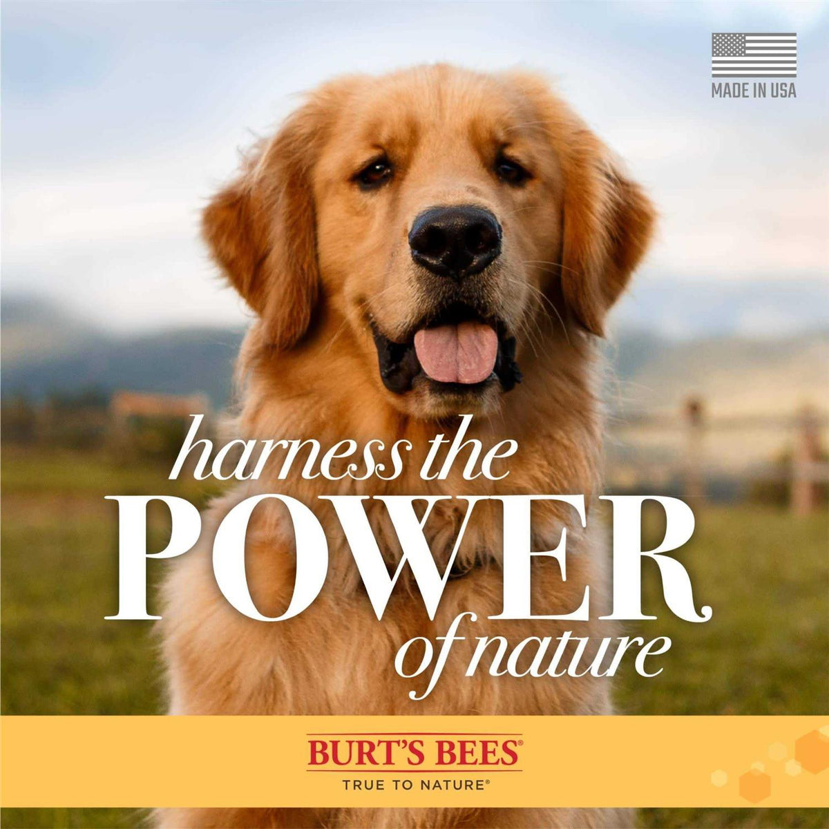 Dog Shampoo R720