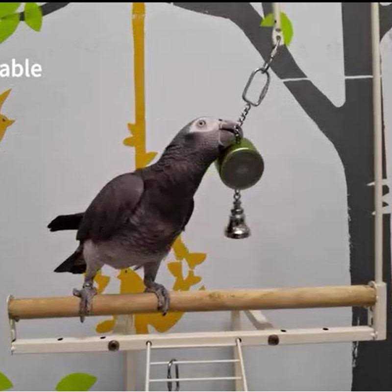 Parrot Toy Y798323