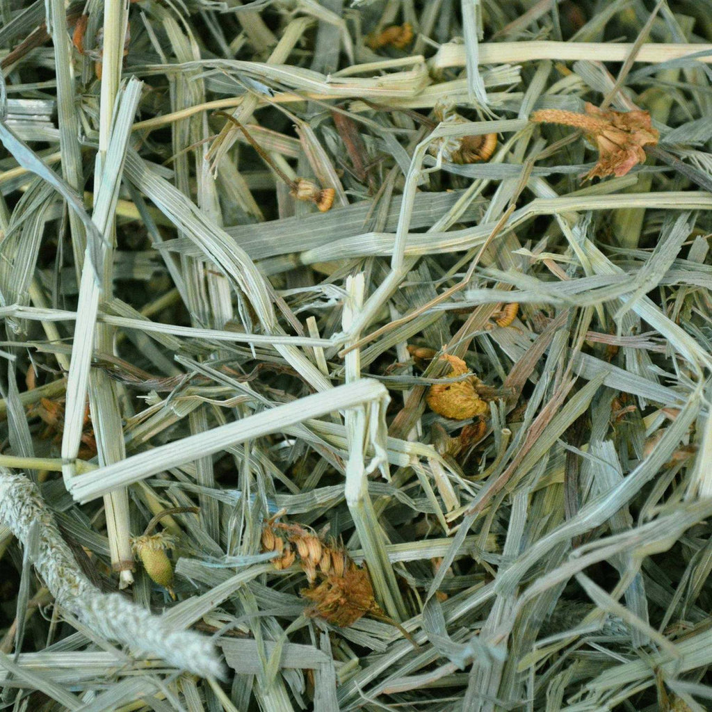 Botanical Hay K904780