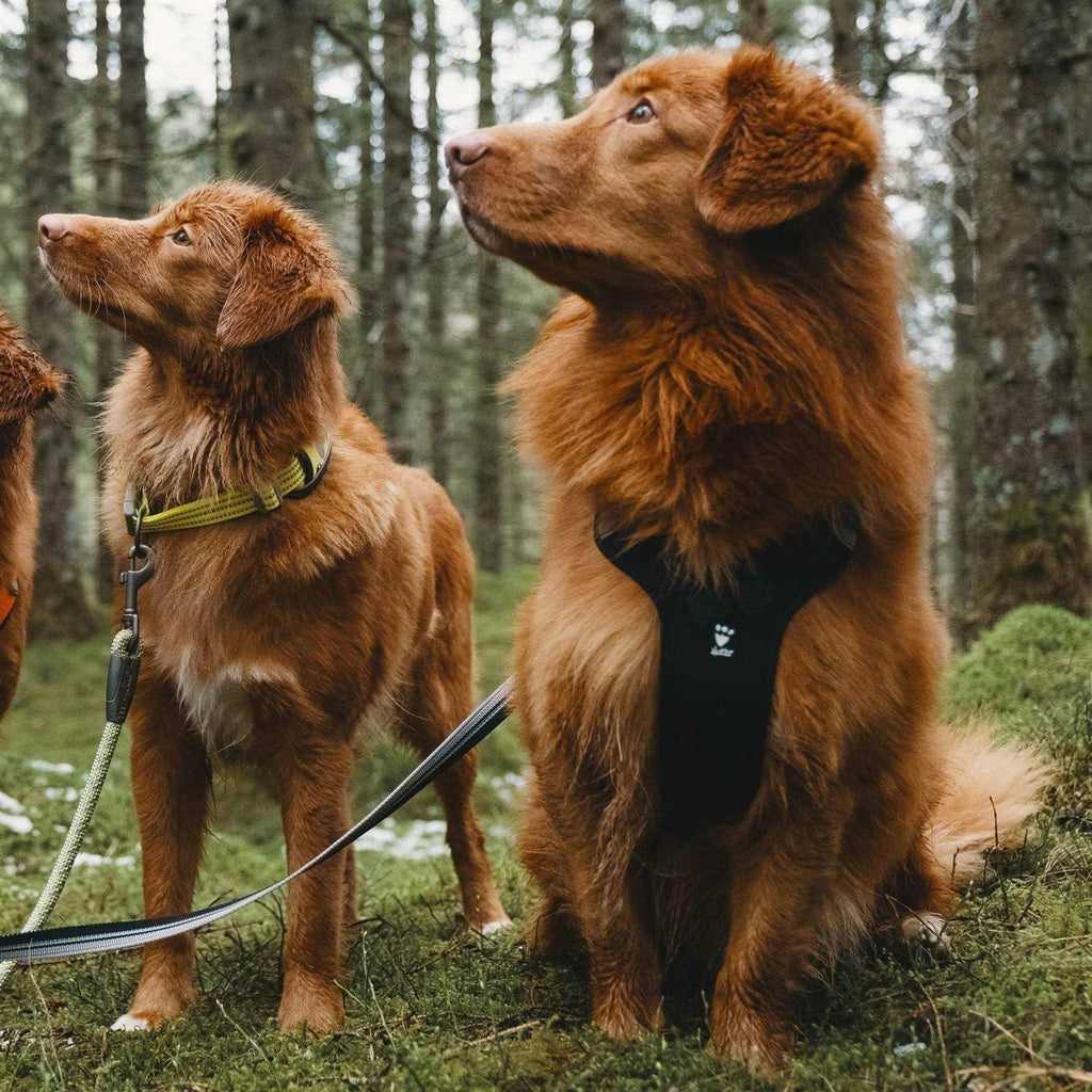 Dog Harness L590