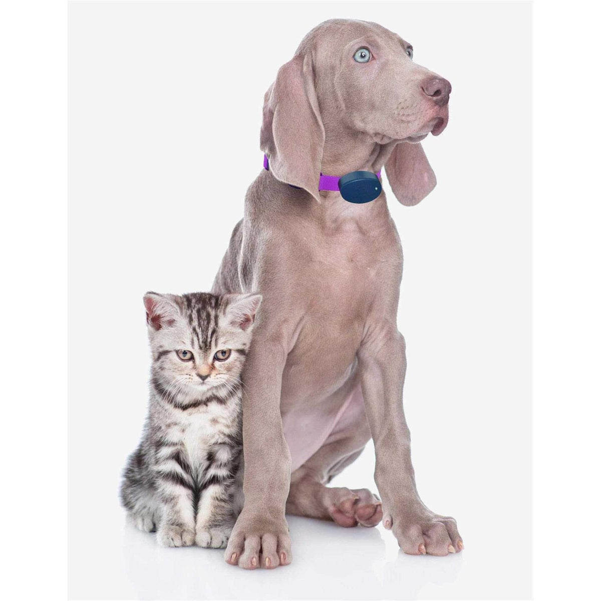 Dog Collar Replacement Strap X56888