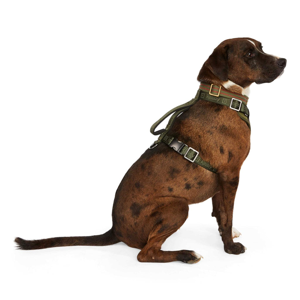 Dog Harness Z3773