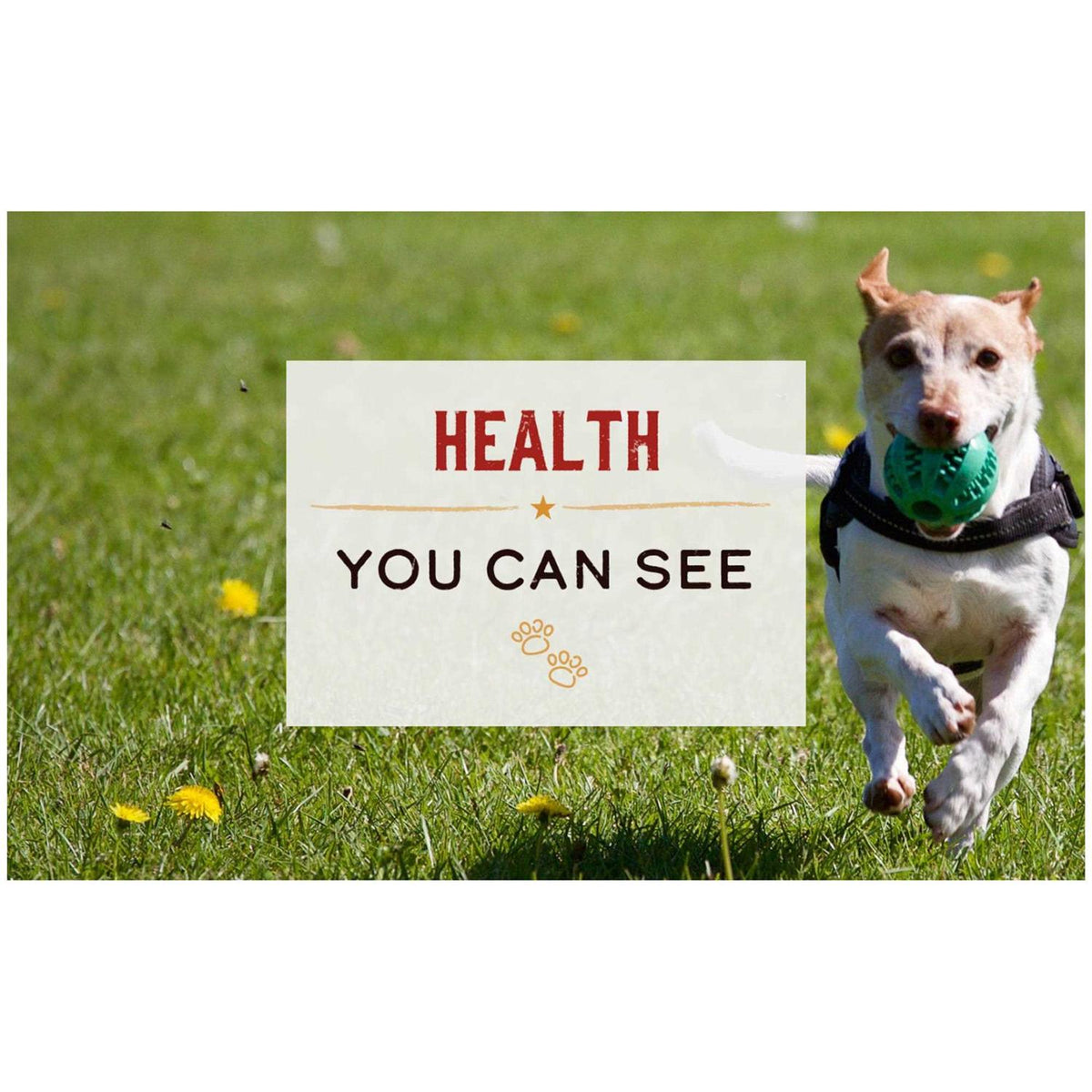 Chicken & Brown Rice Wet Dog Food Y409